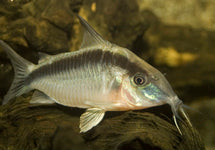 Corydoras (Brochis) Arcuata