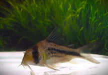 Corydoras (Hoplisoma) Axelrodi