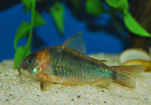 Corydoras (Osteogaster) Eques