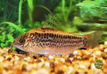 Corydoras (Gastrodermus) Elegans