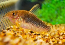 Corydoras (Hoplisoma) Gossei