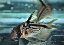 Corydoras Loxozonus
