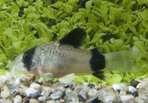 Corydoras (Hoplisoma) Panda