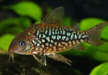 Corydoras (Brochis) Pantanalensis