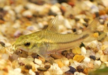 Corydoras (Gastrodermus) Pygmaeus