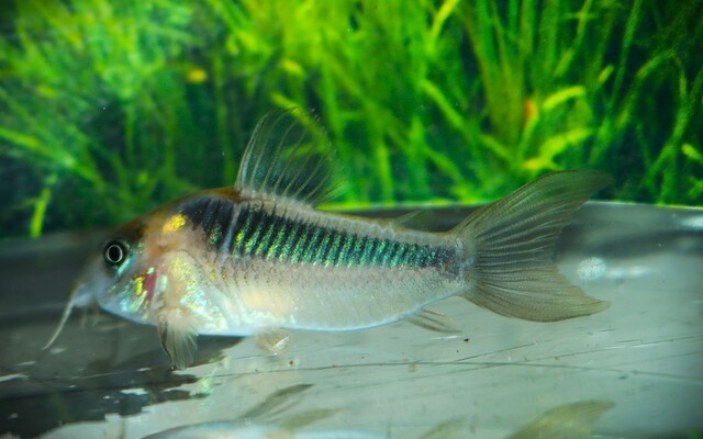 Corydoras (Osteogaster) Rabauti