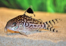Corydoras (Brochis) Reticulata