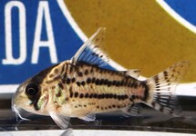 Corydoras (Hoplisoma) Schwartzi