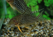 Corydoras (Hoplisoma) Sterbai