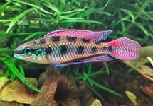 Dicrossus Maculatus