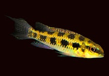 Dicrossus Filamentosus Colombia
