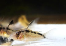 Corydoras (Hoplisoma) Granti