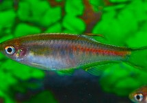Danio Choprae
