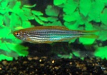 Danio Kyathit Fire Ring