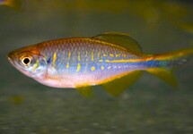 Devario Devario