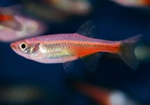Devario Sondhii