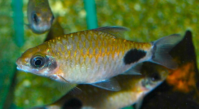 Dawkinsia Assimilis