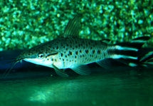 Dianema Urostriatum