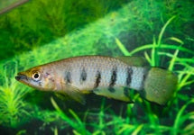 Epiplatys Dageti