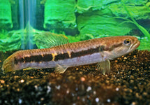 Erythrinus Erythrinus