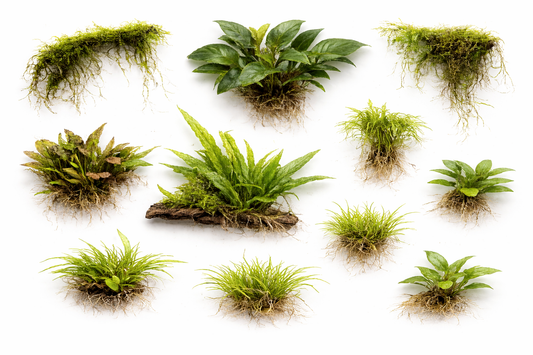 Zuidoost-Azie Jungle Pakket