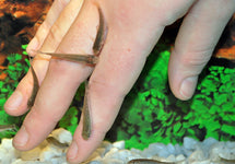 Garra Rufa