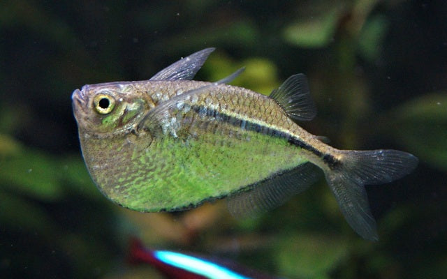 Gasteropelecus Sternicla