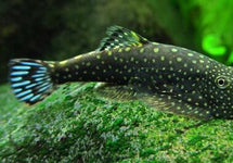 Gastromyzon Ctenocephalus