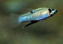 Girardinus Metallicus