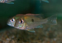 Geophagus Sveni
