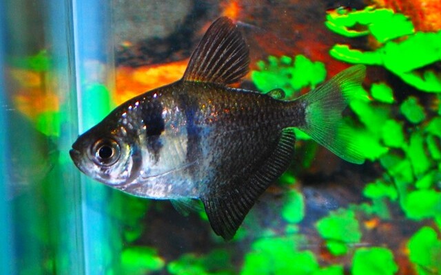 Gymnocorymbus Cf. Colombia