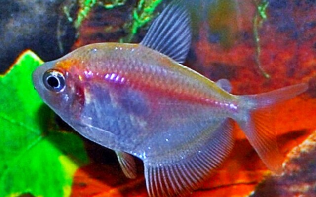 Gymnocorymbus Ternetzi