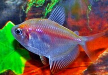 Gymnocorymbus Ternetzi White