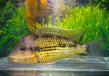 Geophagus Sp. Alto Sinu
