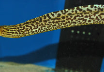 Gymnothorax Polyuranodon