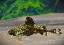 Erethistes Jerdoni