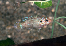 Rubricatochr. Lifalili ''Neon Blue''