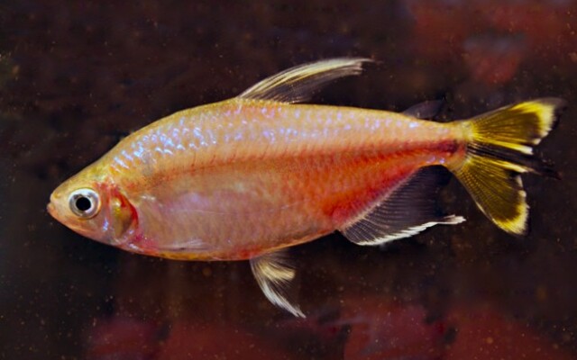 Alestopetersius Caudalis