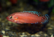 Rubricatochromis Exsul