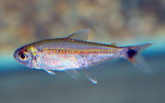 Hemigrammus Rodwayi