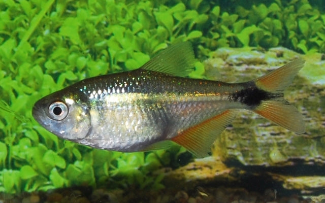 Hyphessobrycon Anisitsi