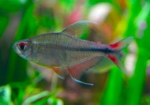 Hemigrammus Filamentosus