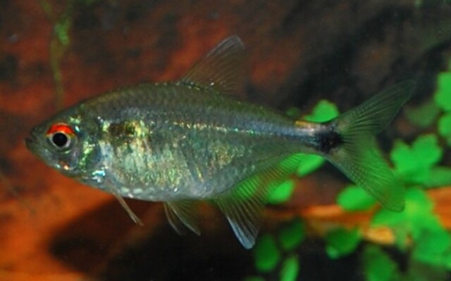 Hemigrammus Ocellifer