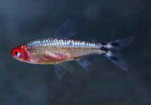 Hemigrammus Bleheri Diamond