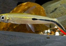 Hemiodus Gracilis