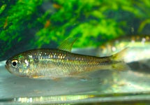 Hyphessobrycon Uasio