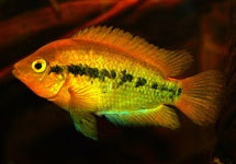 Herotilapia Multispinosa