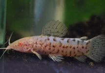 Megalechis Thoracata Albino