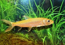 Hydrocynus Goliath