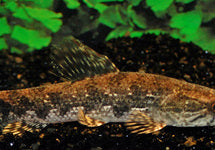Hoplias Malabaricus